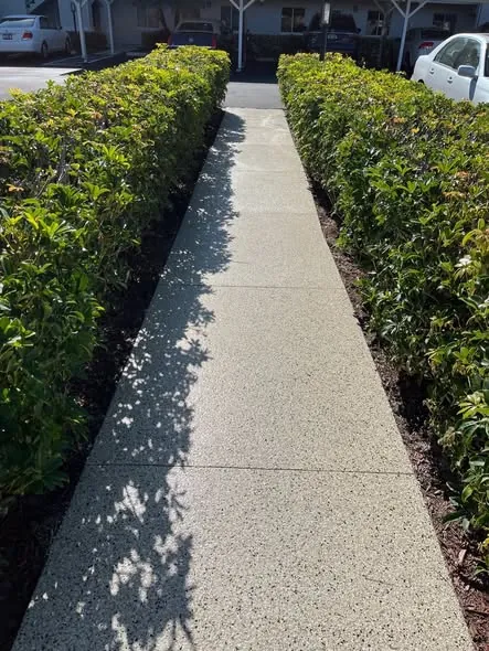 Long concrete walkway between hedges with a fresh textured surface